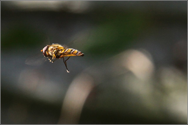 Hoverfly