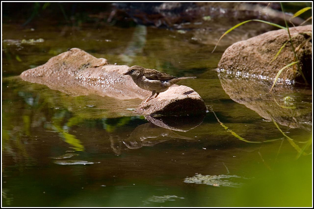 A drinking Sparrow