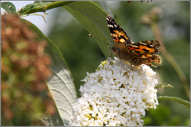 Painted Lady