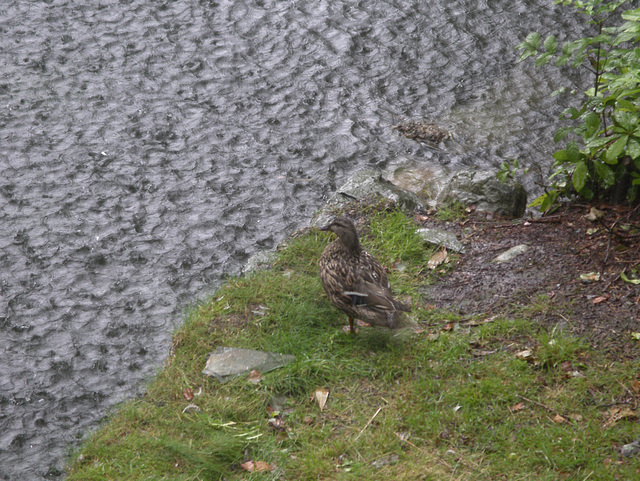 wet Mallard