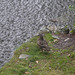wet Mallard