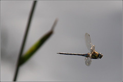 Dragon Fly(ing)