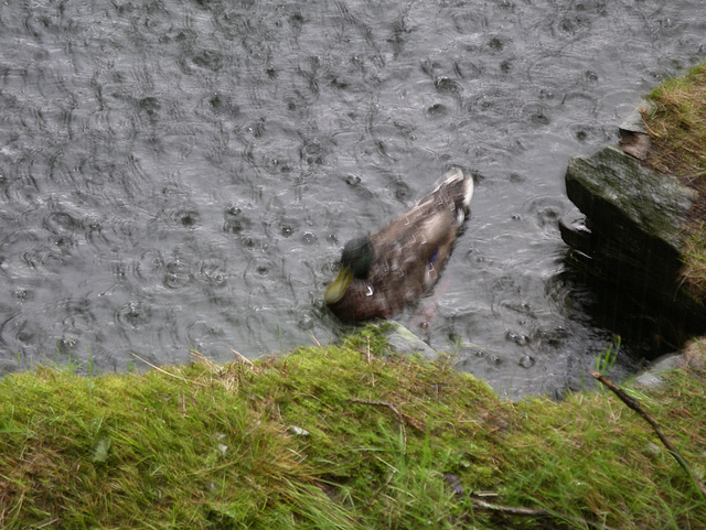 Wet duck