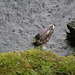 Wet duck