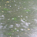 Heavy rain on the tarn