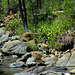 Cobra Lilies along Whiskey Creek