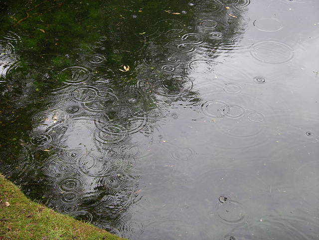 Raindrops on the tarn