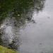 Raindrops on the tarn