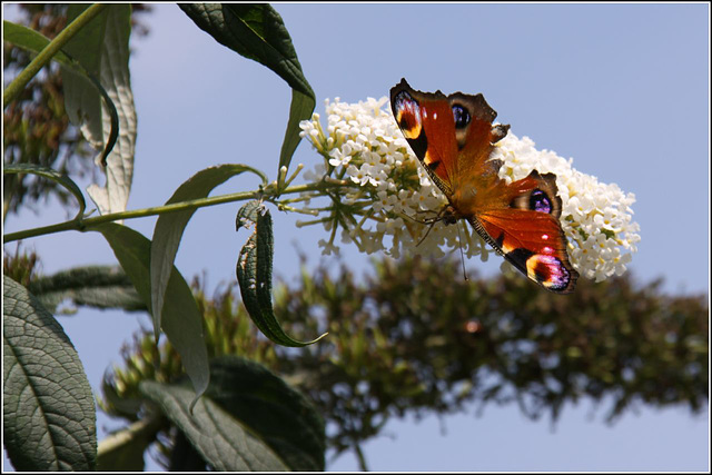 Peacock Butterfly