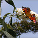 Peacock Butterfly