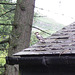 Great Spotted Woodpecker