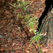 Conopodium majus - Conopode dénudé-Noisette de terre