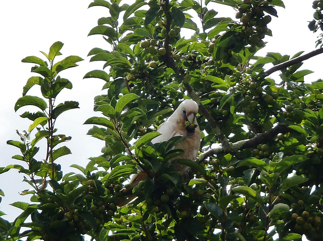 corella in the crabapple tree