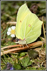 Brimstone