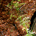 Conopodium majus - Conopode dénudé-Noisette de terre (2)