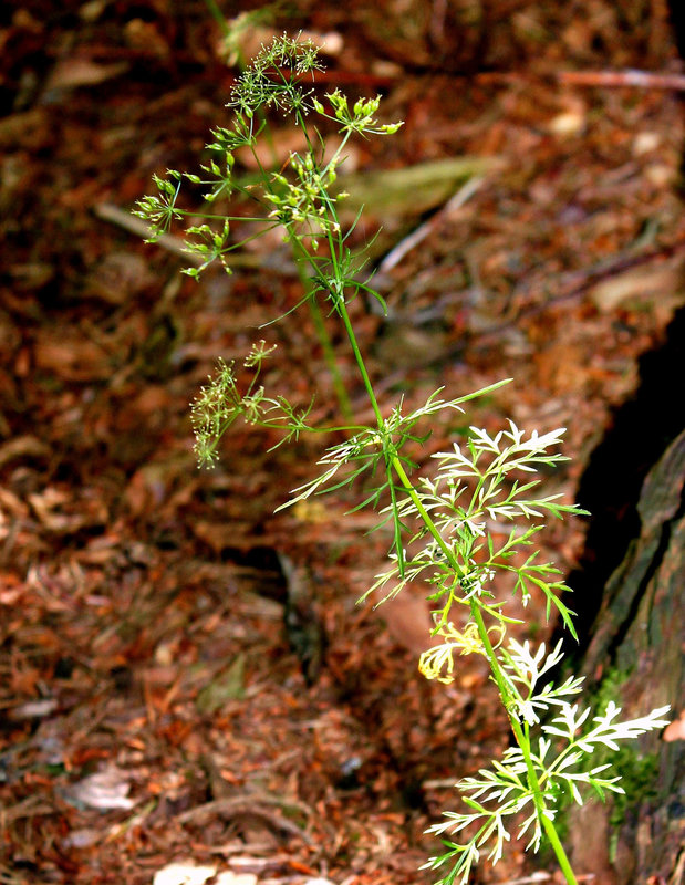 Conopodium majus - Conopode dénudé-Noisette de terre (2)