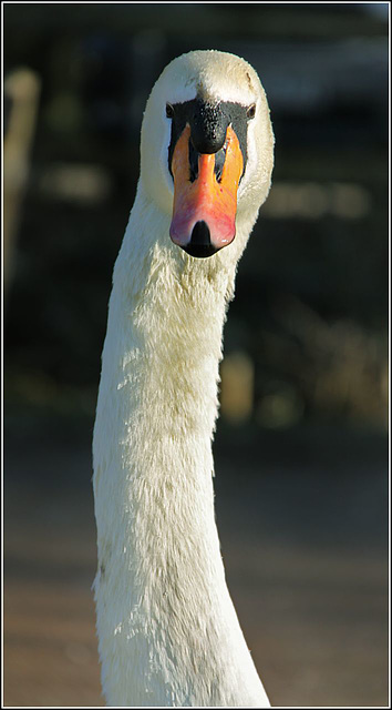 Swan necked