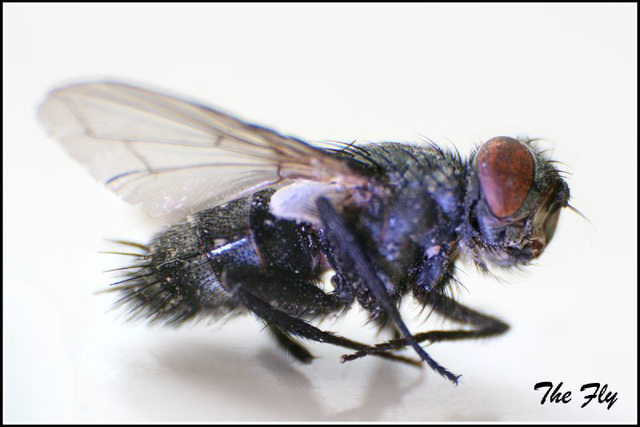 The Fly