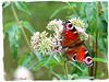 Paon du jour sur eupatoire chanvrine