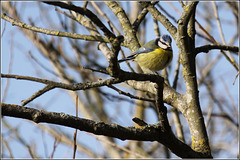 A Blue Tit