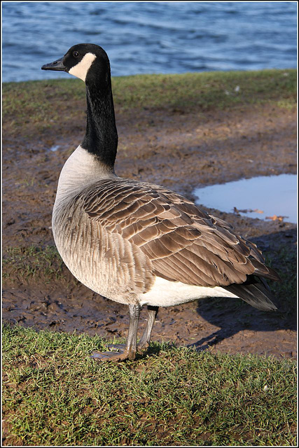 Canada Goose