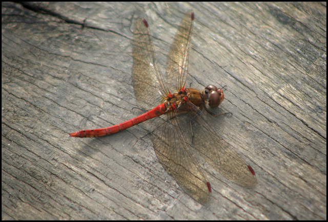 dragonfly