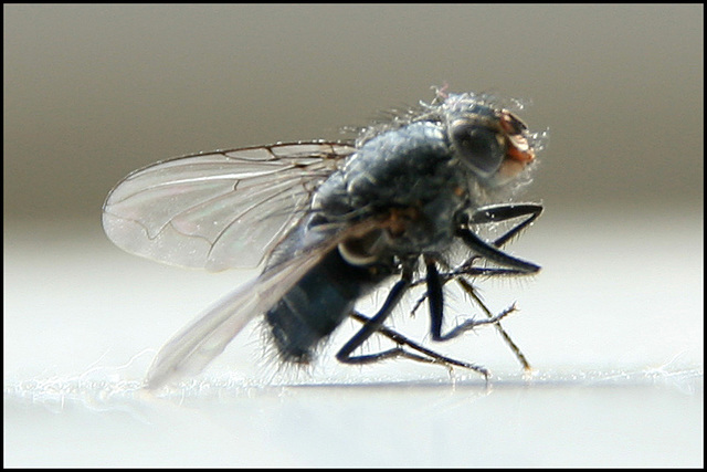 the Fly