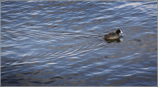 Coot swimming by