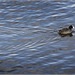 Coot swimming by