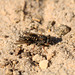 Common Spiny Digger Wasp with Prey 1