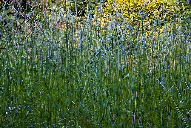 20130604 1899RAw [D~LIP] Gras, Bad Salzuflen