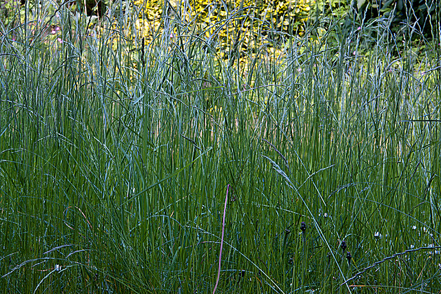 20130604 1900RAw [D~LIP] Gras, Bad Salzuflen