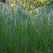 20130604 1900RAw [D~LIP] Gras, Bad Salzuflen