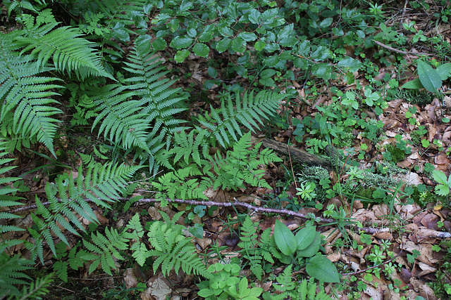 Diverses Dryopteridacées Diverses Dryopteridacées