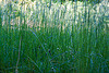 20130604 1901RAw [D~LIP] Gras, Bad Salzuflen