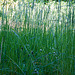 20130604 1901RAw [D~LIP] Gras, Bad Salzuflen