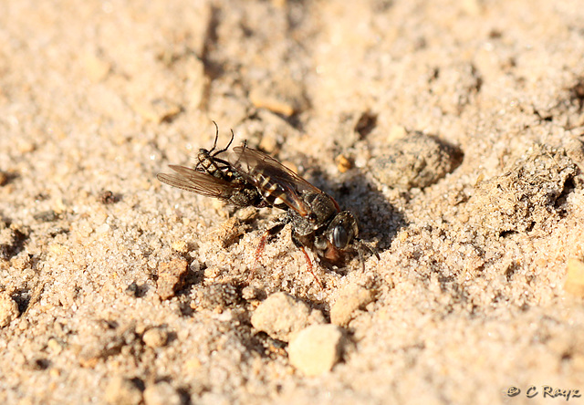 Common Spiny Digger Wasp with Prey 2