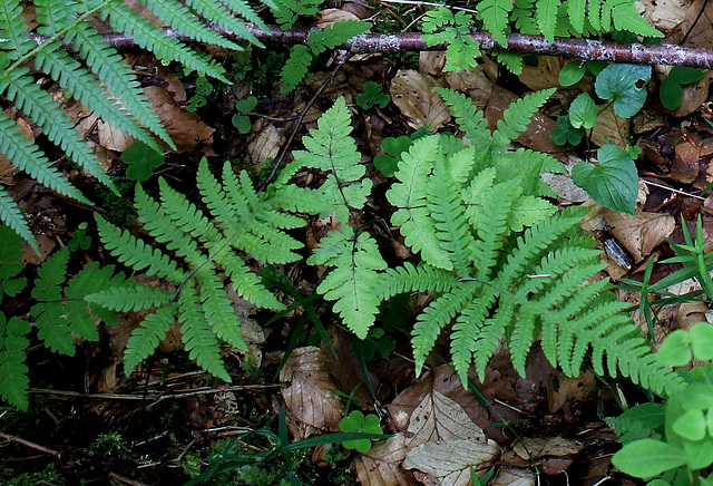 Phegopteris connectilis- Phégopteris commun Phegopteris connectilis- Phégopteris commun