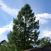 Pines on the Estate