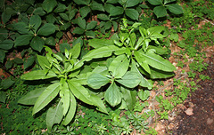 Senecio ovatus - Séneçon de Fuchs (2)