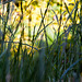 20130604 1905RAw [D~LIP] Gras, Bad Salzuflen