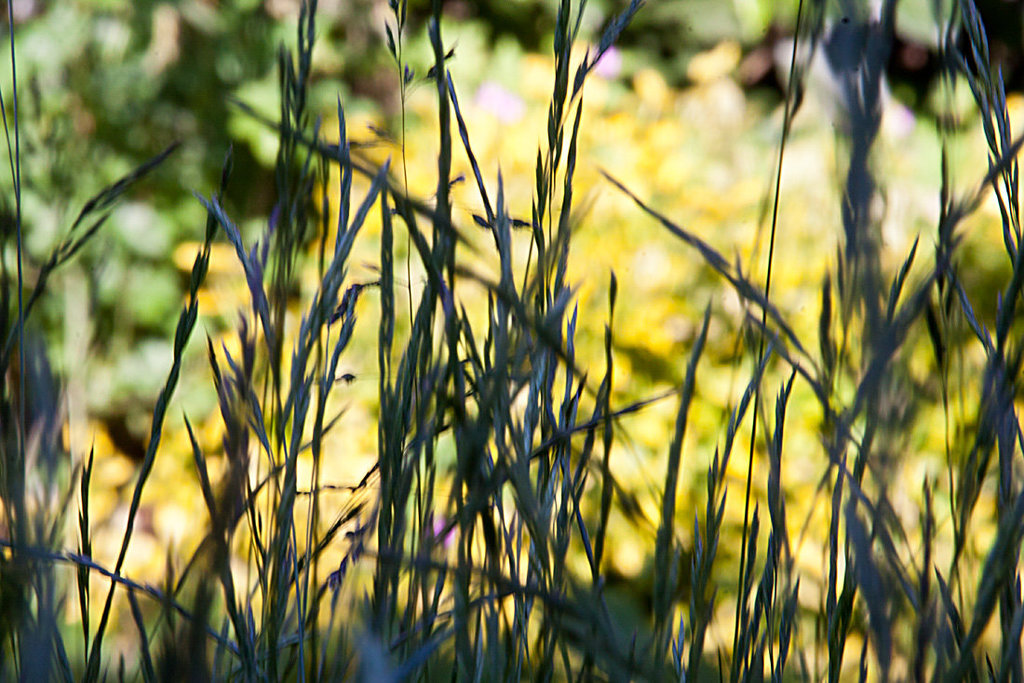 20130604 1906RAw [D~LIP] Gras, Bad Salzuflen