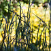 20130604 1906RAw [D~LIP] Gras, Bad Salzuflen