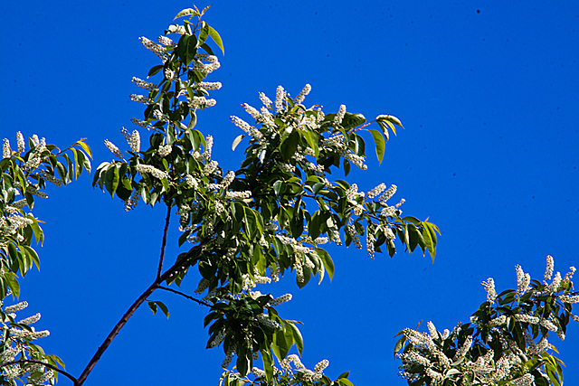 20130604 1907RAw [D~LIP] Baumblüte, Bad Salzuflen