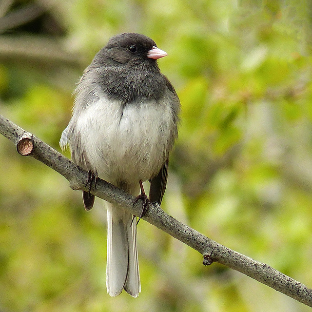 Dark-eyed Junco