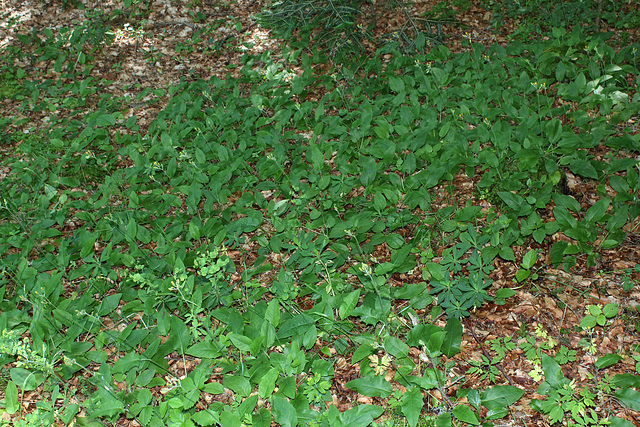 Tapis de Hieracium