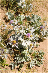 Sea Thistle