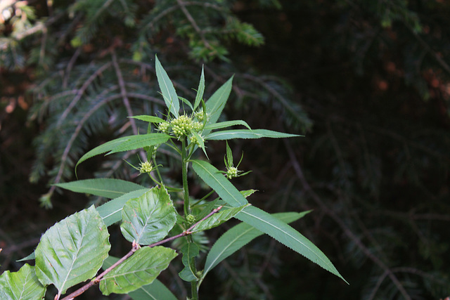 Senecio ovatus - Séneçon de Fuchs