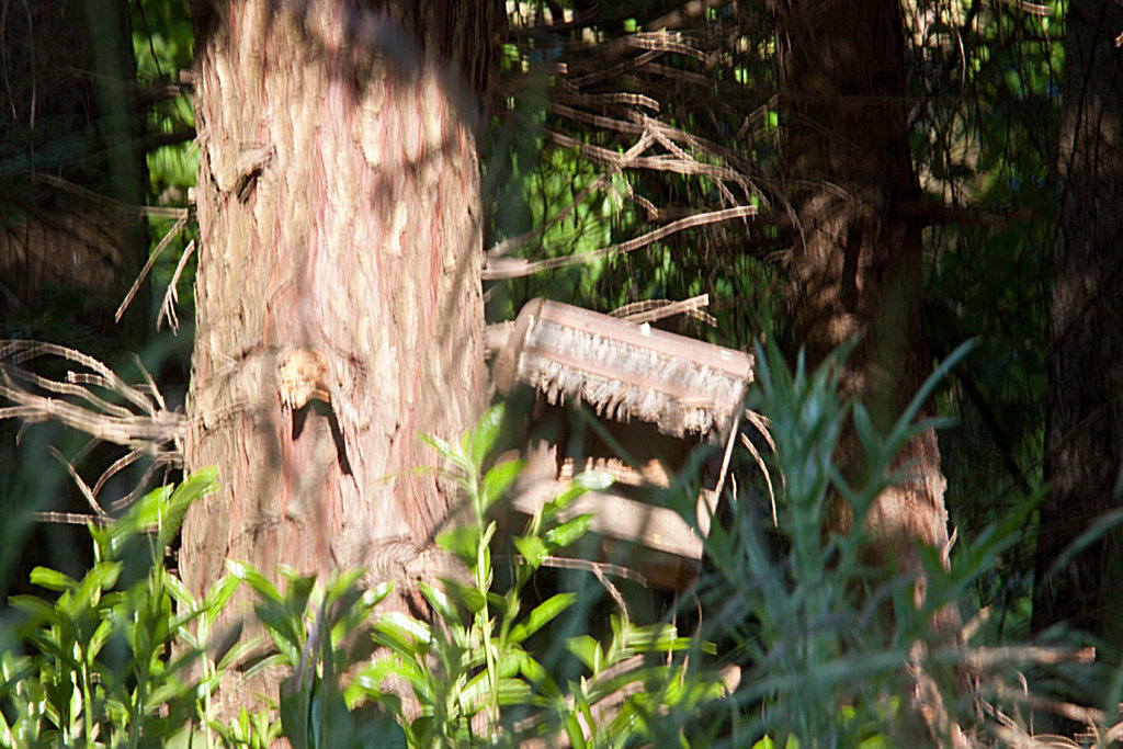 20130604 1912RAw [D~LIP] Baumgesicht, Bad Salzuflen