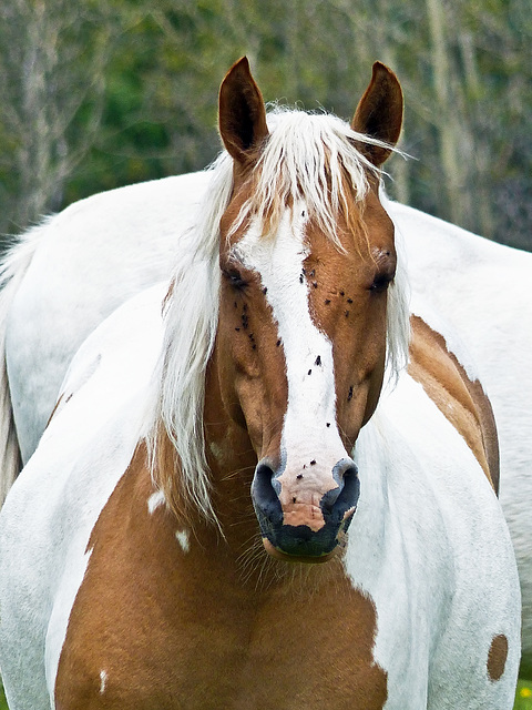 Two white beauties